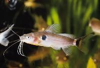 Mystus micracanthus, Thailand