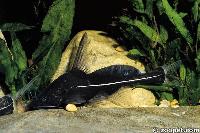 Bagrichthys sp.