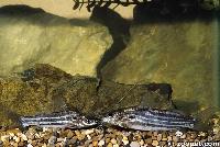 Mystus sp.