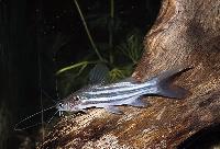 Mystus tengara