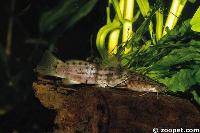Parauchenoglanis sp.
