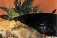 Silurus glanis