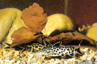 Synodontis polli