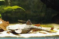 Bunocephalus coracoideus