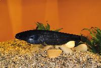 Silurus glanis