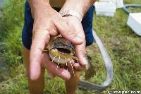 Ictalurus nebulosus