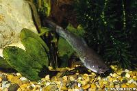 Ictalurus brunneus