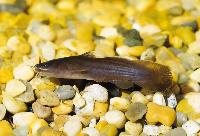 Noturus gyrinus