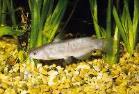 Pylodictis olivaris