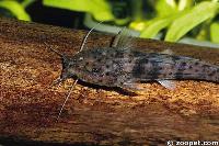 Parauchenoglanis sp.