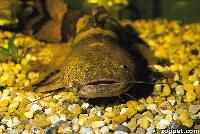 Pseudopimelodus zungaro