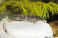 Astroblepus sp.