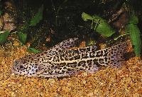 Liosomadoras oncinus