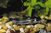 Gagata sp.