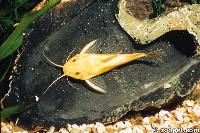 Synodontis nigrita (albino)