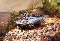 Trachelyichthys exillis, Peru (hane)