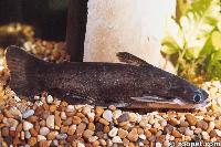 Auchenipterichthys longimanus (hona)