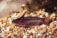 Trachelyichthys exillis, (hona)