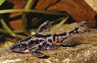 Megalodoras uranoscopus