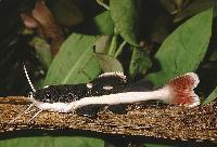 Phractocephalus hemioliopterus (ungfisk)