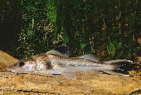 Pimelodus ornatus