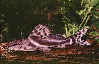 Leiarius pictus