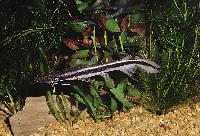 Sorubim lima
