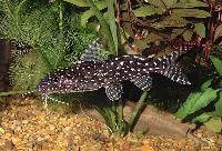 Synodontis angelicus