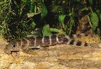 Synodontis brichardi