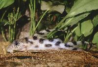 Synodontis decorus