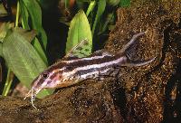 Synodontis flavitaeniatus