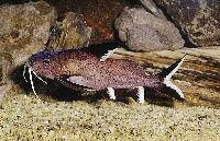 Synodontis granulosus