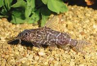 Synodontis nigriventris