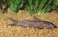 Synodontis njassae