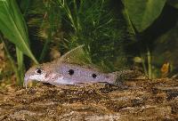 Synodontis notatus
