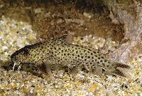 Synodontis polli