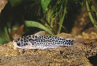 Centromochlus perugiae