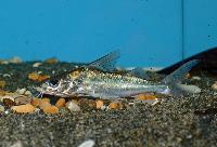 Brachyplatystoma vaillantii