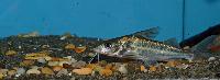 Brachyplatystoma vaillantii