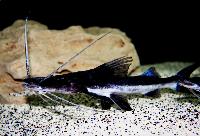 Brachyplatystoma platynemum