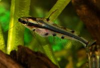 Hyalobagrus flavus