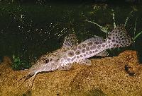 Auchenoglanis occidentalis