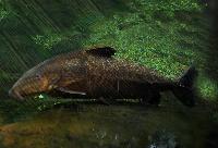 Oxydoras niger