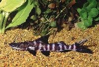 Brachyplatostoma juruense