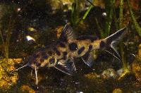 Synodontis lucipinnis