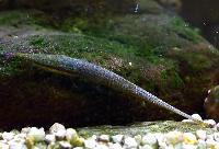 Acestridium dichromum