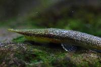 Acestridium dichromum