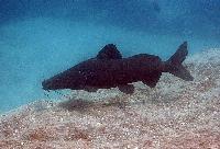Bagrus meridionalis