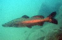Bagrus meridionalis