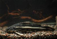 Orinocodoras eigenmanni 